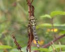 Southern_Hawker